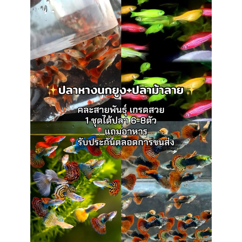 อาหารปลา หางนกยูง + ม้าลาย คัดสวย แถม อ…
