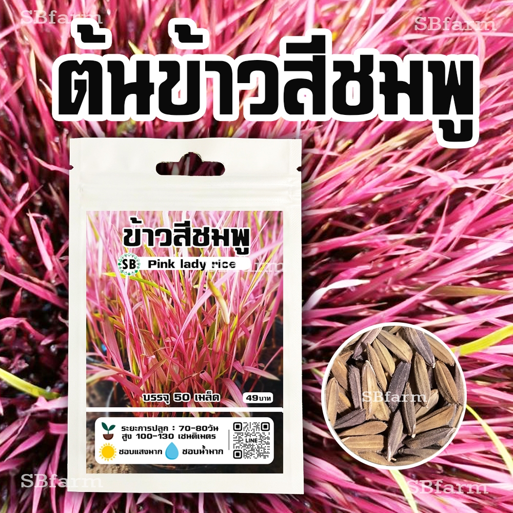 เมล็ดข้าวสีชมพู (Pink Laday Rice) [45-50 เมล็ด/ซอง] // SBfarm | Shopee ...