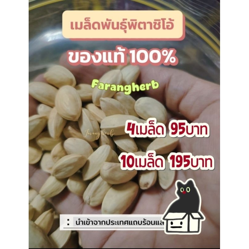 เมล็ดพันธุ์  พิสตาชีโอ ( p i s t a c h i o ) ส า ย พั น ธุ์ S i i r t 10 เ ม ล็ ด 195 บ า ท‼️มีเปลือก‼️🚒🚒ระวังของปลอม