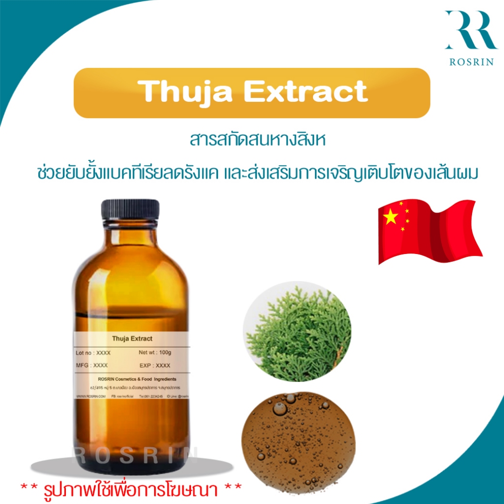 Thuja Extract /3E066 - สารสกัดสนหางสิงห์ ช่วยยับยั้งแบคทีเรียลดรังแค ...