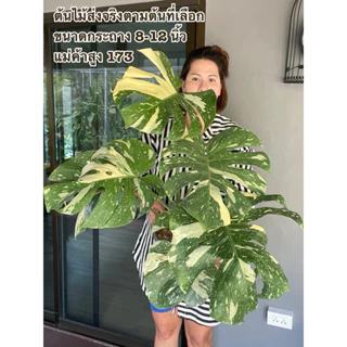 มอนสเตอร่า ประโยชน์ ราคาพิเศษ | ซื้อออนไลน์ที่ Shopee ส่งฟรี มอนสเตอร่า ประโยชน์ ราคาพิเศษ | ซื้อออนไลน์ที่ Shopee ส่งฟรี
