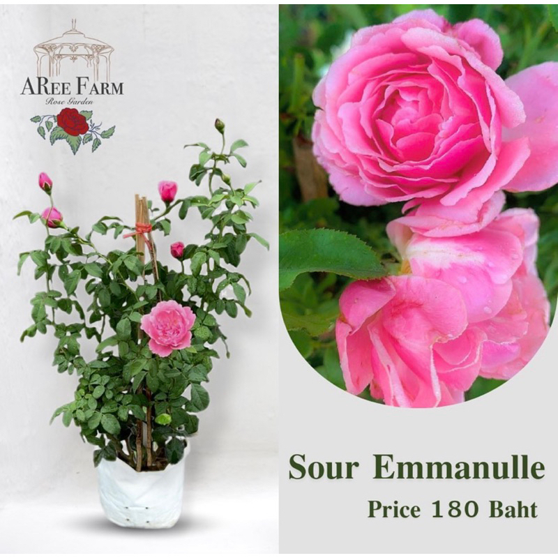 ต้นกุหลาบ Sour Emmanulle rose (ชัวร์เอม) | Shopee Thailand