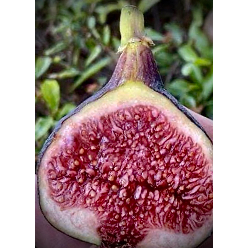 Black Israel Figs ต้นพันธุ์ มะเดื่อฝรั่ง สายพันธุ์ แบล็คอิสราเอล ผลดก ...