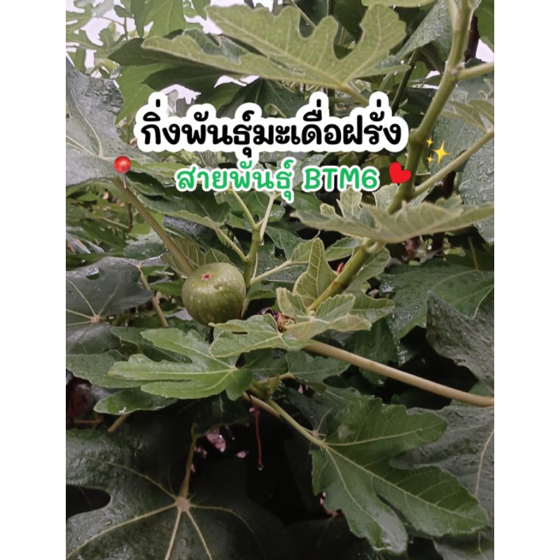 มะเดื่อฝรั่ง สายพันธุ์ BTM6 | Shopee Thailand