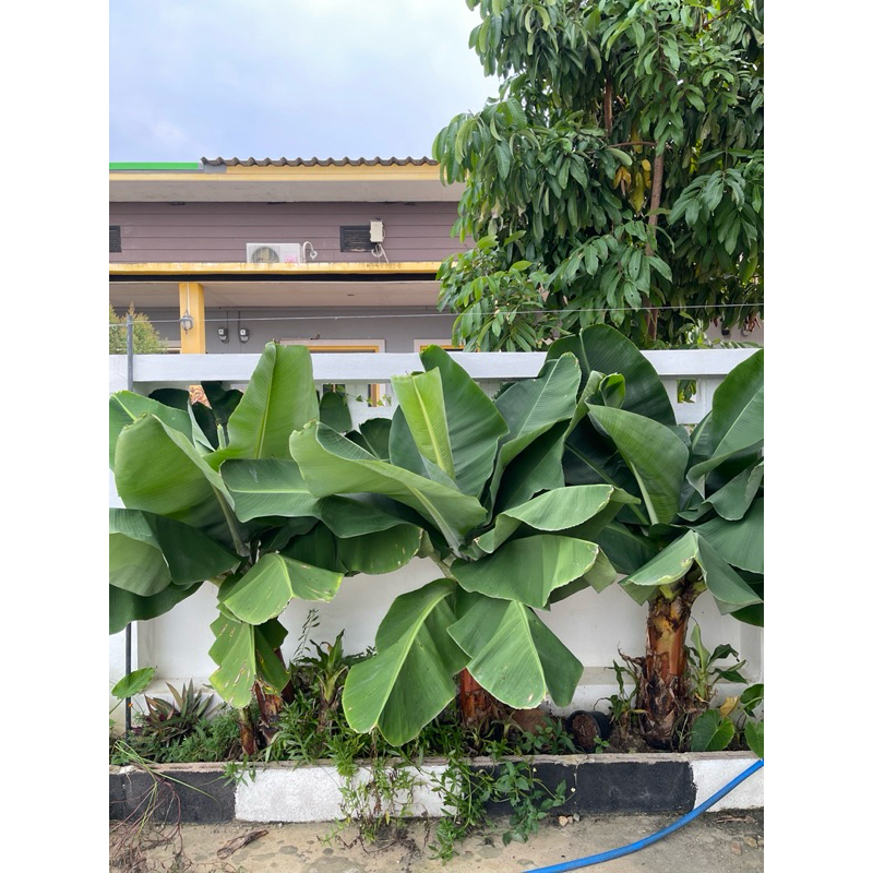 กล้วยหอมแคระ มีลูกกินได้(Musa ‘Hom Khae’ ) รับเยอะมีราคาส่ง | Shopee ...