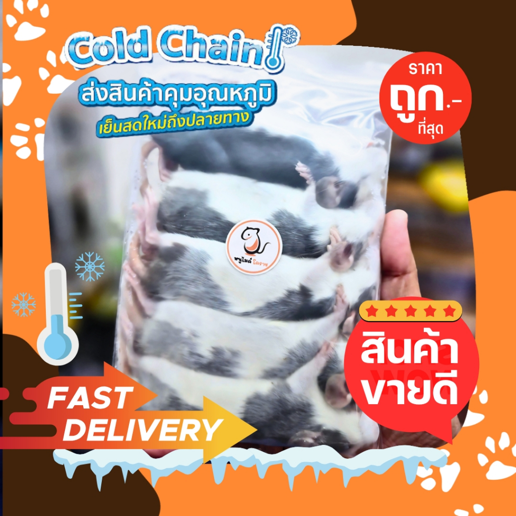 [ถูกที่สุด] Rat หนูแรทแช่แข็ง หนูเหยื่อ หนูแช่แข็ง ราคาถูกที่สุด จัดส่ง ...