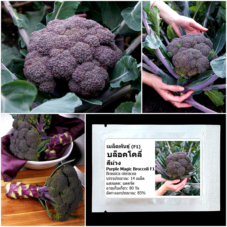 เมล็ดพันธุ์ บล็อคโคลี่สีม่วง Purple Magic Broccoli F1 Seed บรรจุ 14 ...