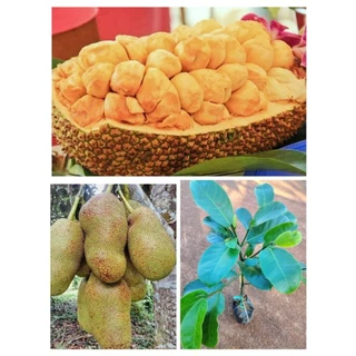 ต้นจำปาดะขวัญสตูล  เนื้อสีเหลืองส้มหวานหอมอร่อย ติดผลดก ต้นพร้อมปลูก สูง 70-90 ซ.ม แบบทาบกิ่ง photo