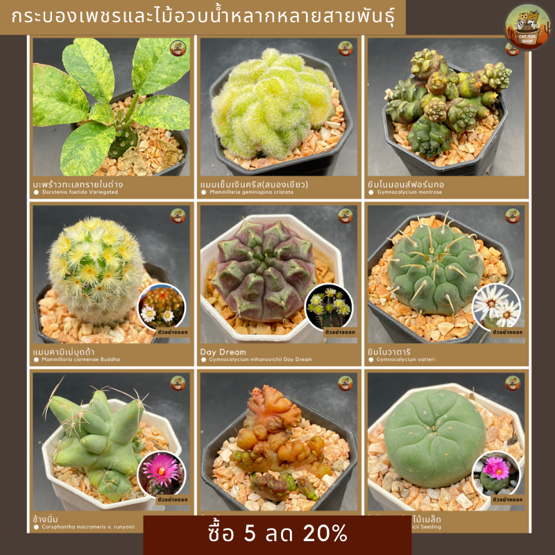 Cactus กระบองเพชรและไม้อวบน้ำ ส่งตรงจากสวนหลากหลายสายพันธุ์(ส่งทั้งกระถาง)