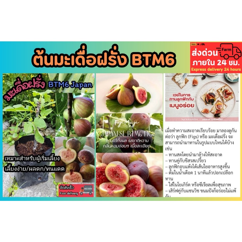 ต้นฟิกซ์ ต้นมะเดื่อฝรั่ง BTM6 ญี่ปุ่น Japan fig บราวน์ตุรกี ผลไม้ ผัก ...