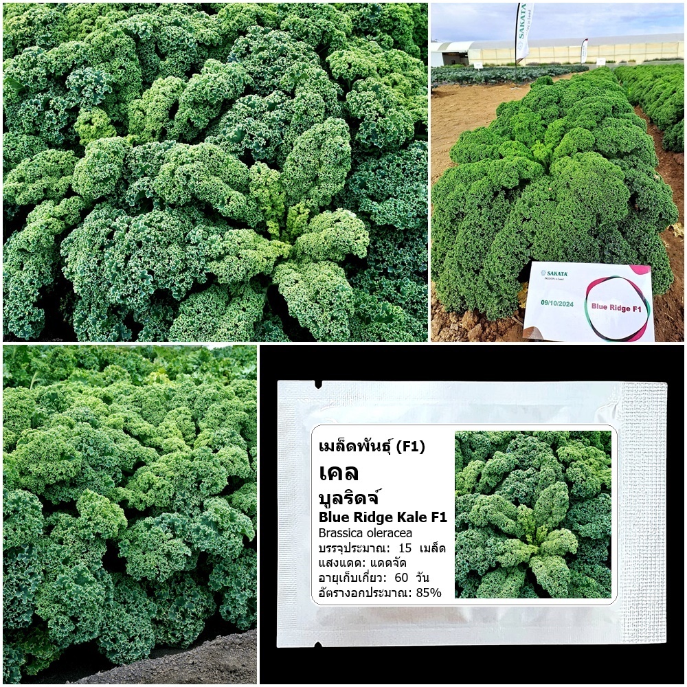 เมล็ดพันธุ์เคล บูลริดจ์ Blue Ridge Kale F1 Seed บรรจุ 15 เมล็ด คุณภาพดี ...