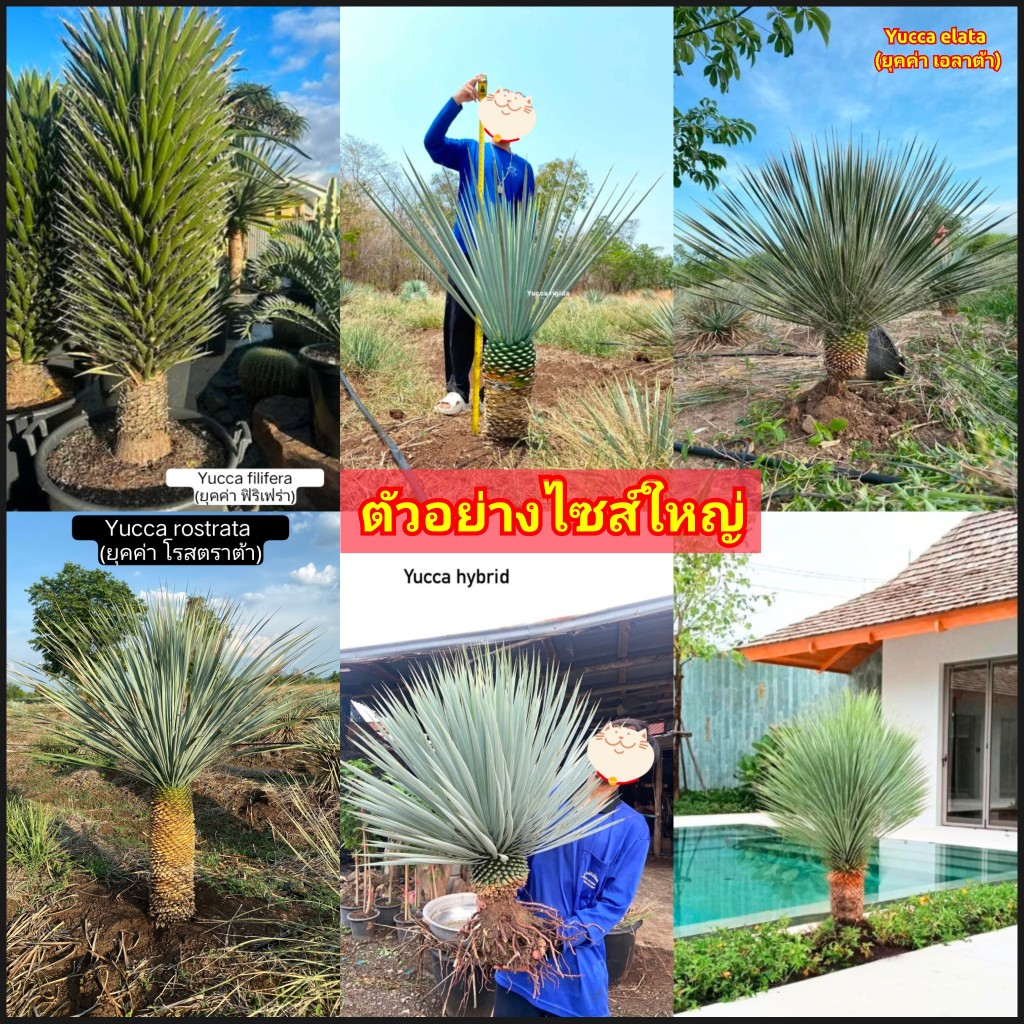 มี5สายพันธุ์ ต้นยุคค่า ใบฟ้า Yucca elata rigida hybrid rostrata ...