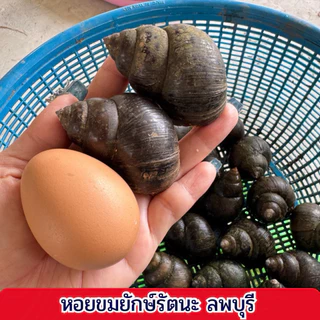 หอยขมยักษ์รัตนะ ลพบุรี พร้อมส่ง photo