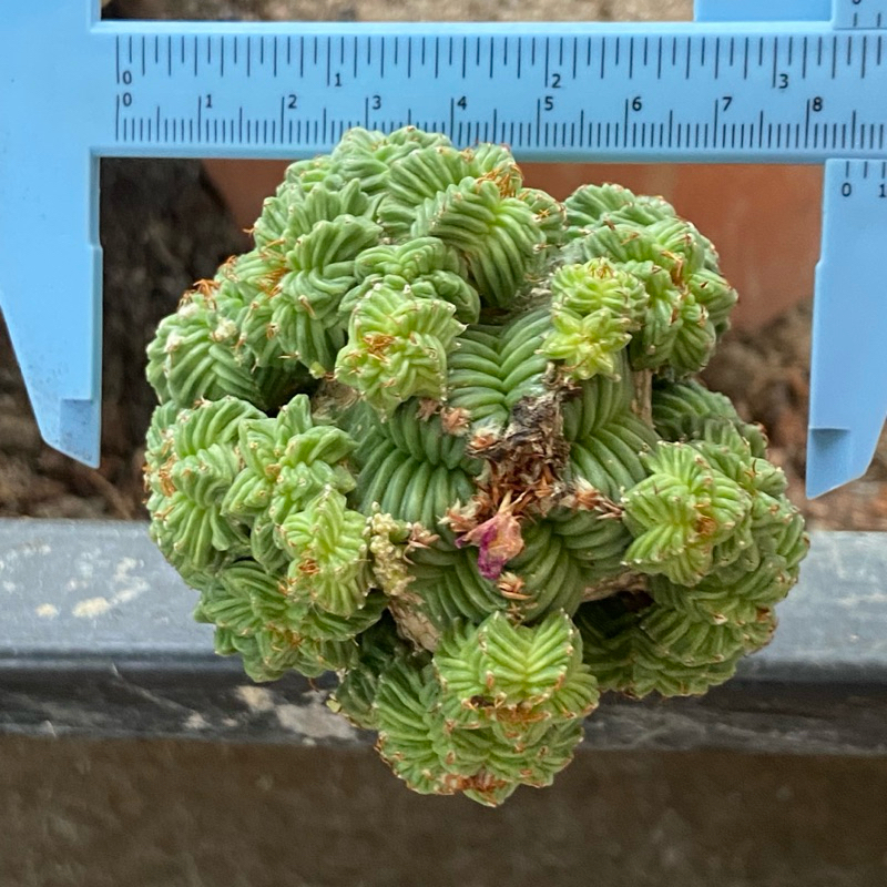 aztekium ritterii เคี่ยม ริทเทอริอาย แคคตัส กระบองเพชร | Shopee Thailand