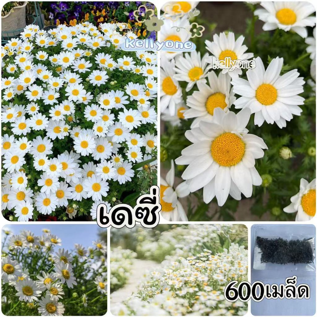 เมล็ดพันธุ์เดซี่มากาเรตสีขาว 𝑨𝒏𝒕𝒉𝒆𝒎𝒊𝒔 𝒕𝒊𝒏𝒄𝒕𝒐𝒓𝒊𝒂 บรรจุ300เมล็ด อัตราการ ...
