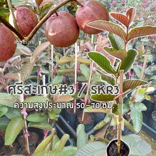 แดงศรีสะเกษ3 แท้100% ฝรั่งแดงศรีสะเกษเบอร์3ต้นเสียบยอดตอโอกินาว่าสูง50-70ซม.รับประกันสายพันธุ์100% photo