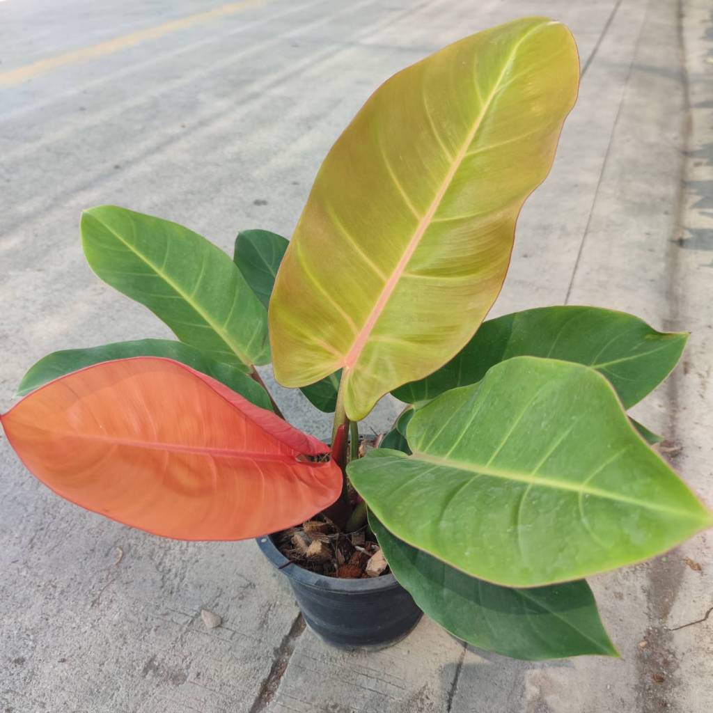 Philodendron melinonii ghost | Shopee Thailand