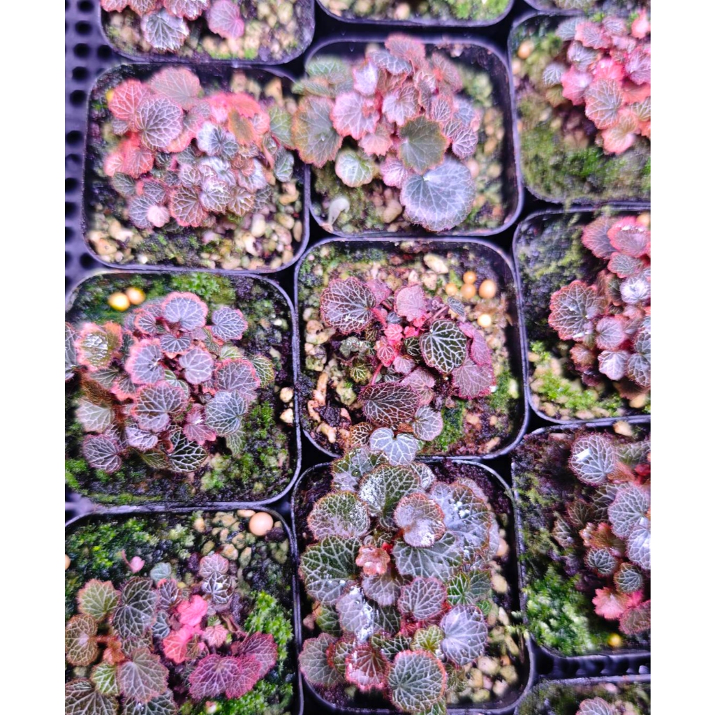 บีโกเนีย สตอเบอร์รี่ Micro Strawberry Begonia จัดตู้ระบบชื้น Terrarium ...