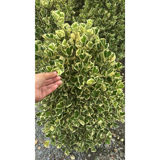 ไทรใบด่างรูปหัวใจ หัวใจเศรษฐี ไทรด่างรูปหัวใจ หรือสาริกาด่าง (Mistletoe Fig, Mistletoe Rubber Plant)