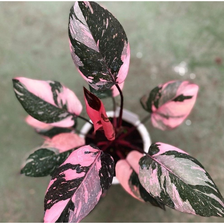 พิ้งปริ้นเซส มาเบิ้ล กาแลคซี่ Pink Princess Marble Galaxy ลายสวย ...