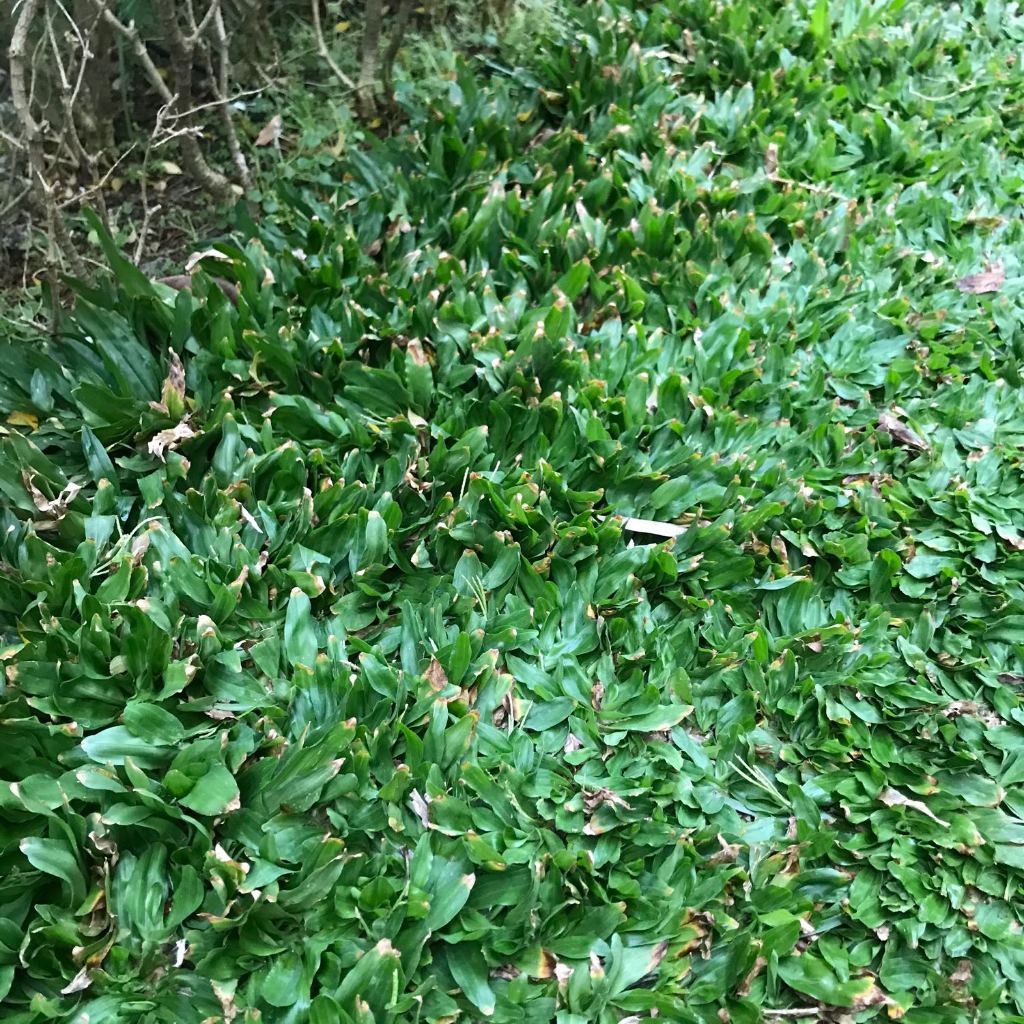 ขายส่ง 1,000,000 เมล็ด เมล็ดหญ้าไทเป หญ้ามาเลเซียแคระ Broadleaf Carpet  Grass หญ้าสวนหย่อม สนามหญ้า หญ้า หญ้าปูสนาม | Shopee Thailand