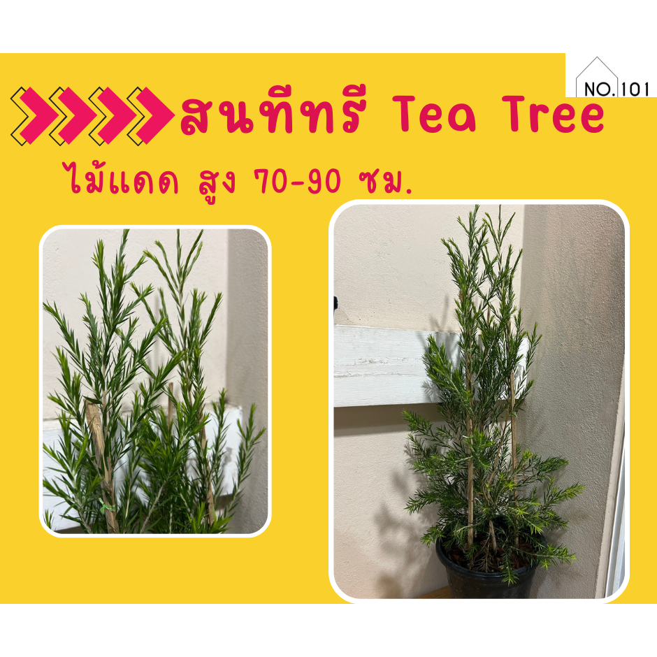 ต้น สนทีทรี Tree tea oil สูง 70-90 ซม. กระถาง 11 นิ้ว | Shopee Thailand
