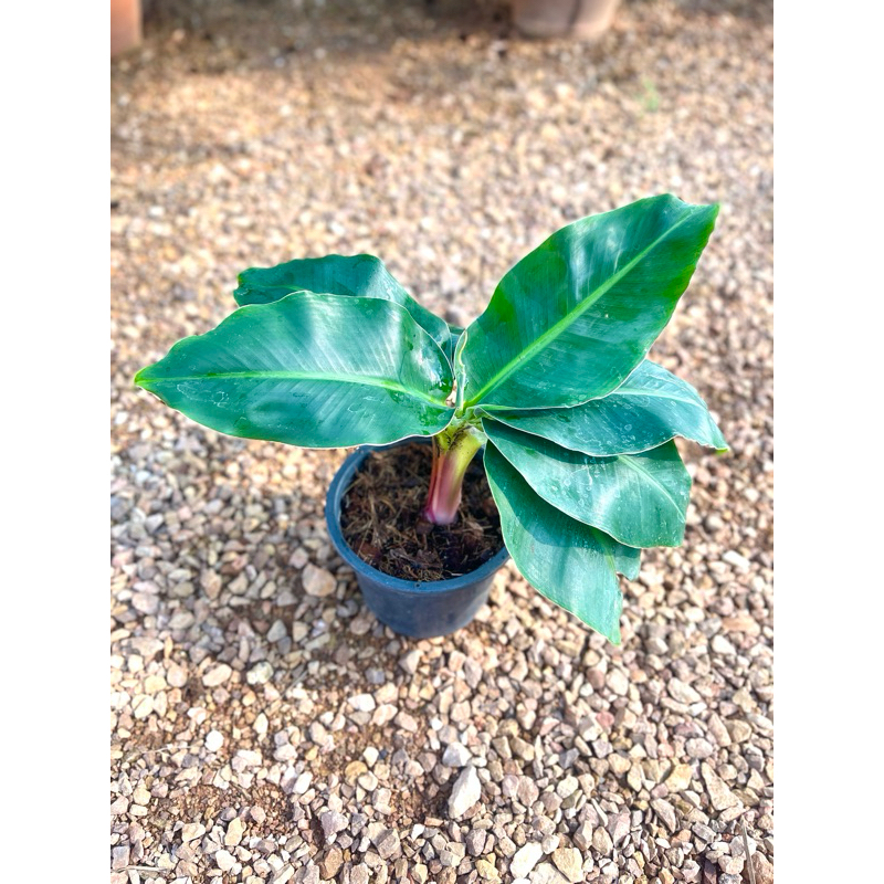 กล้วยหอมแคระ มีลูกกินได้(Musa ‘Hom Khae’ ) รับเยอะมีราคาส่ง | Shopee ...