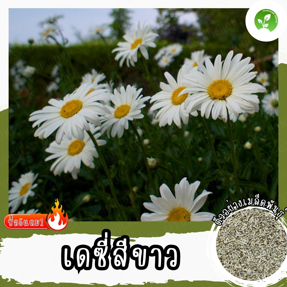 เมล็ดพันธุ์ ดอกเดซี่ สีขาว 200 เมล็ด Silver Princess Shasta Daisy Seed ...