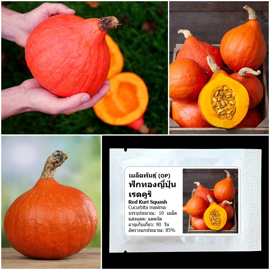 เมล็ดพันธุ์ ฟักทองญี่ปุ่น เรดคูริ Red Kuri Japanese Squash Seed 10 ...
