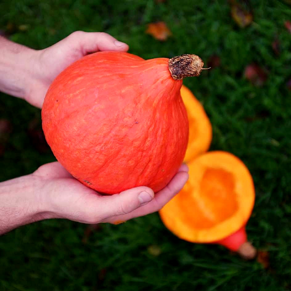เมล็ดพันธุ์ ฟักทองญี่ปุ่น เรดคูริ Red Kuri Japanese Squash Seed 10 ...