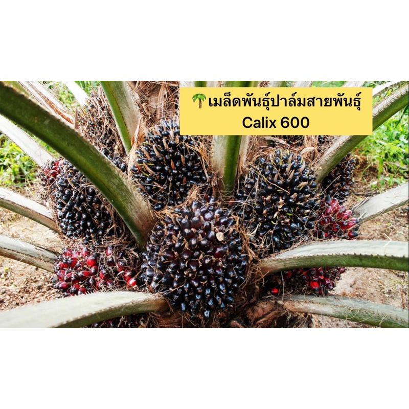 🌴เมล็ดพันธุ์ปาล์มสายพันธุ์ Calix 600(พร้อมใบรับรองสายพันธุ์)🌴 | Shopee ...
