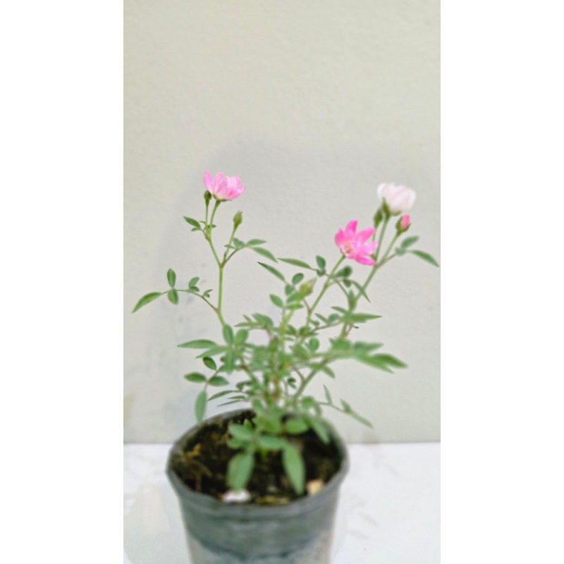 กุหลาบแคระญี่ปุ่น Mini Fairy Rose | Shopee Thailand