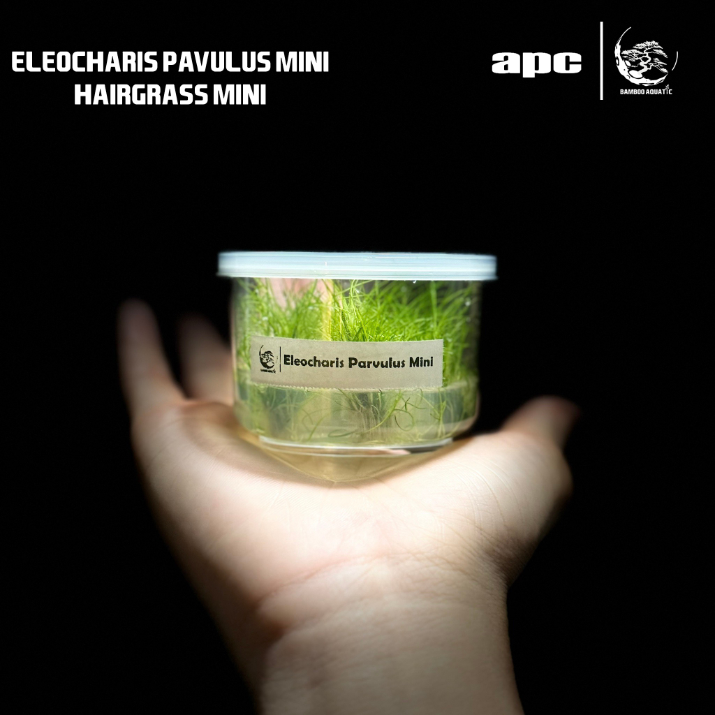 [ APC ] ไม้เนื้อเยื่อ Eleocharis Parvulus Mini แฮร์กราสมินิ | Shopee ...