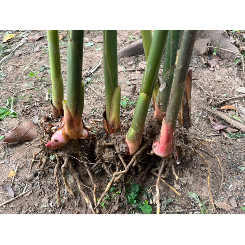 10 ต้น ข่าแดงเกษตรใหญ่ ( ส่งยกเหง้าตัดใบก่อนส่ง) | Shopee Thailand