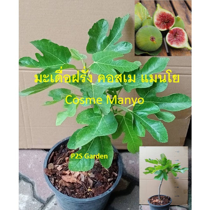 ต้น มะเดื่อฝรั่ง คอสเม แมนโย Cosme Manyo จากสเปน ต้นเสียบยอด | Shopee ...