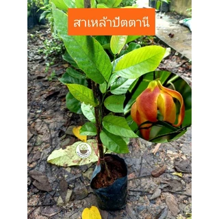 ต้นสาเหล้าปัตตานี ดอกสีแดง สาเหล่าปัตตานี สาเหล้าปัตตานีดอกแดง photo