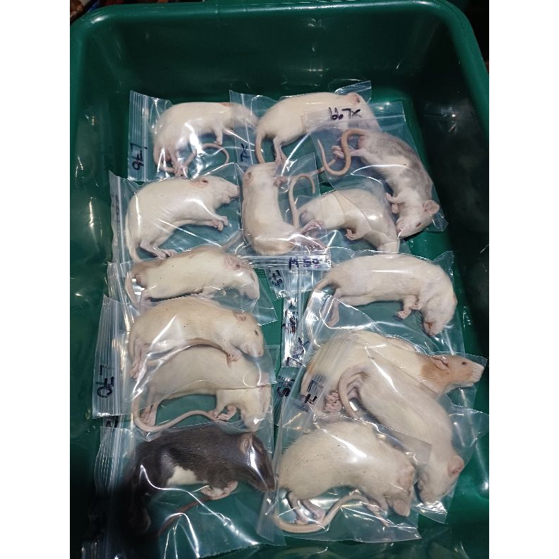 หนูแช่แข็ง หนูแรทแช่แข็ง หนูเหยื่อ อาหารสัตว์เลี้ยง อาหารงู Frozen rats ...