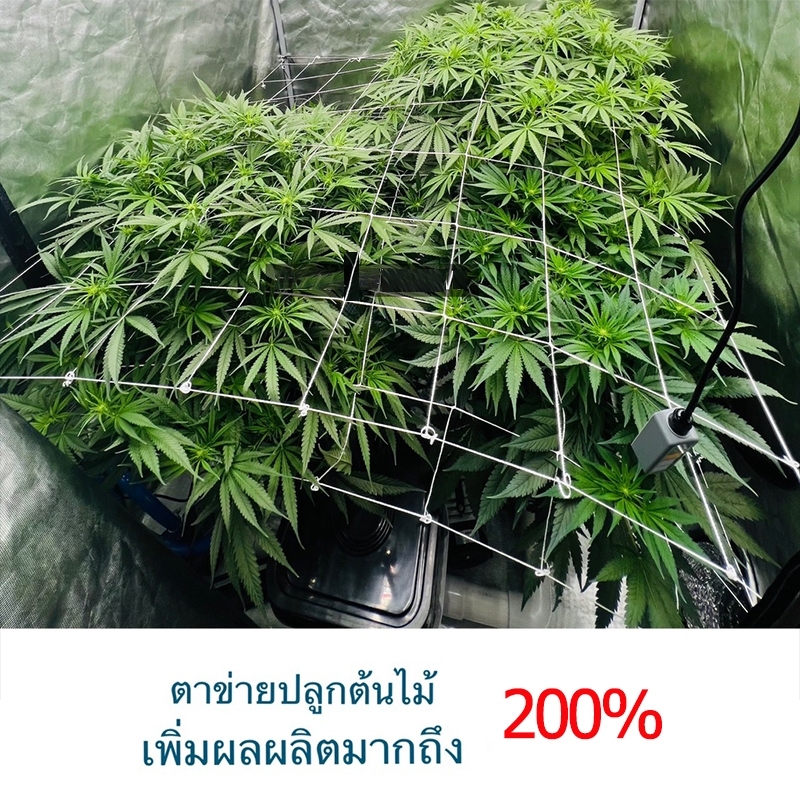 Scrog Net 1PC 150*900CM ตาข่ายไนลอน ใช้ปลูกต้นไม้และเถาวัลย์เพื่อเพิ่ม ...