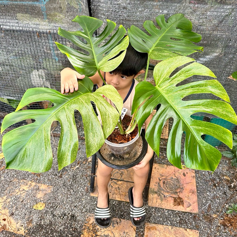 riesen monstera kaufen Monstera deliciosa XXL | Online kaufen main image 1