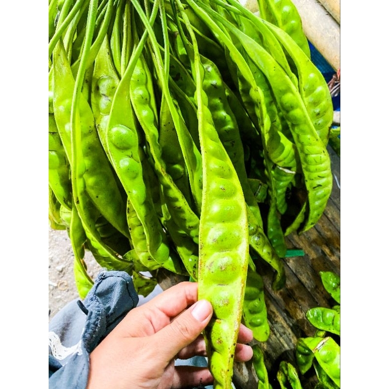 Satho สะตอฝักจากภาคใต้ | Shopee Thailand