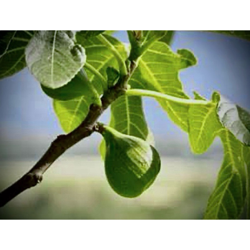 ต้นพันธุ์ มะเดื่อ ฟิกซ์ Fig สายพันธุ์ ไวท์อิสราเอล White Israel Fig ...