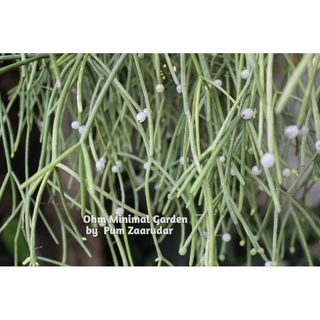 ริปซาลิสไข่มุก สีขาว (Mistletoe Cactus) 20เมล็ด