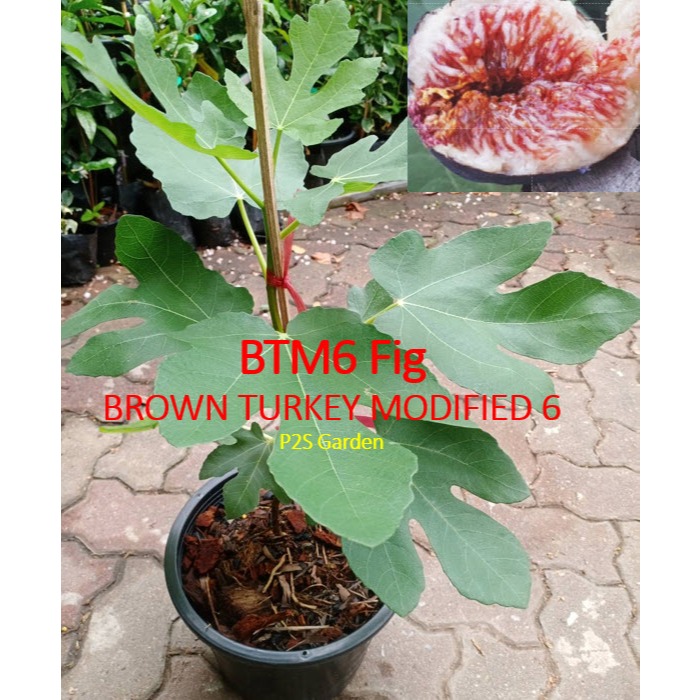 ต้นมะเดื่อฝรั่ง BTM6 Brown Turkey Modified 6 กระถาง 8-10 นิ้ว แข็งแรง ...