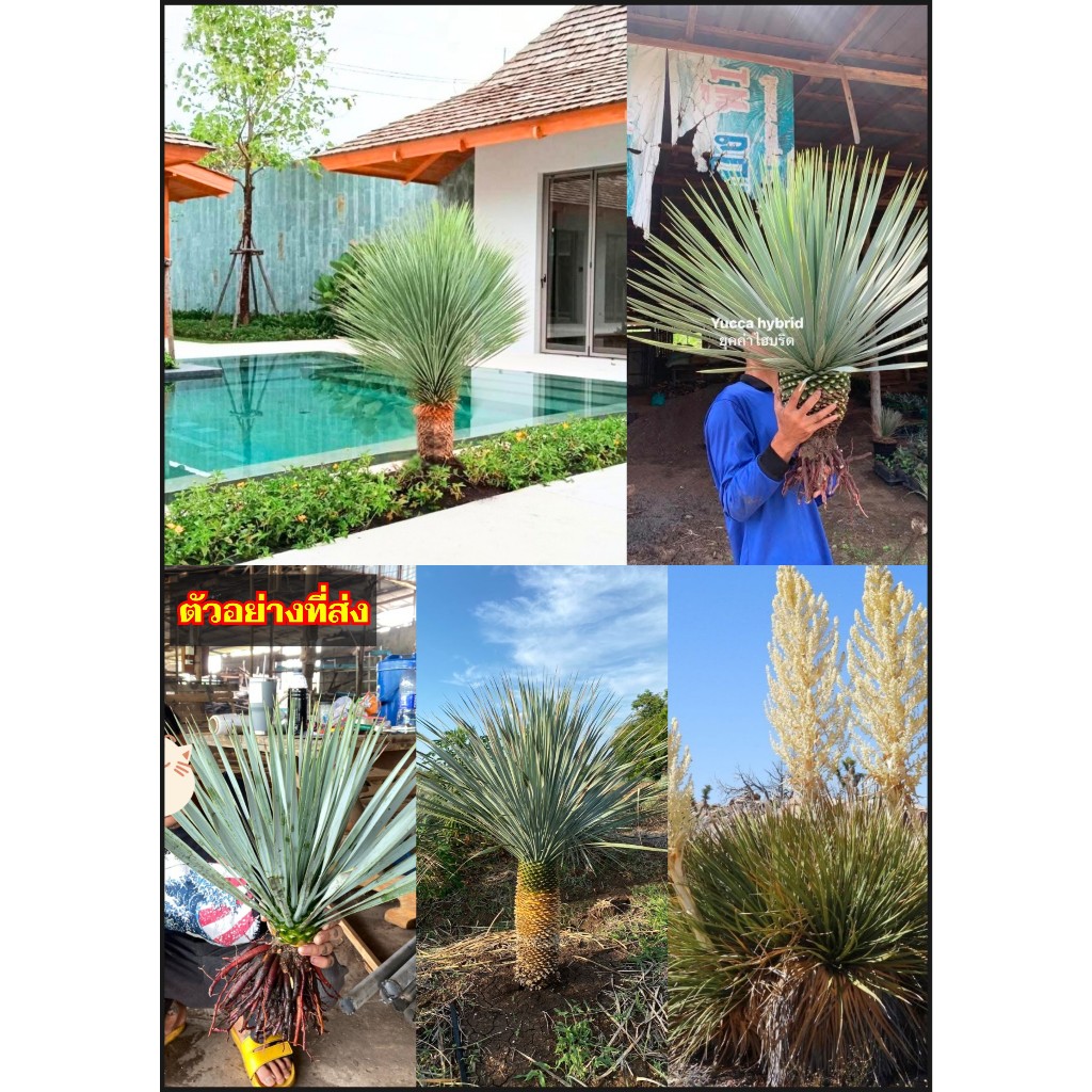 มี5สายพันธุ์ ต้นยุคค่า ใบฟ้า Yucca elata rigida hybrid rostrata ...
