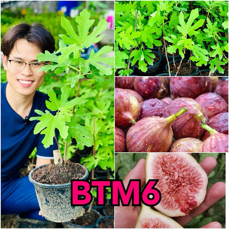 ต้นมะเดื่อฝรั่งสายพันธุ์ BTM6, ต้นฟิกสายพันธุ์ BTM6 สูง 40-50 ซม. ต้น ...