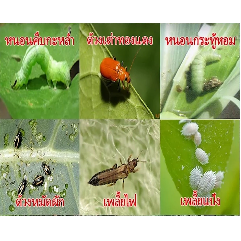 สารสกัด สมุนไพร เมล็ดสะเดา100%ไล่แมลง ป้องกัน หนอน เพลี้ย แมลง(120ml) 2