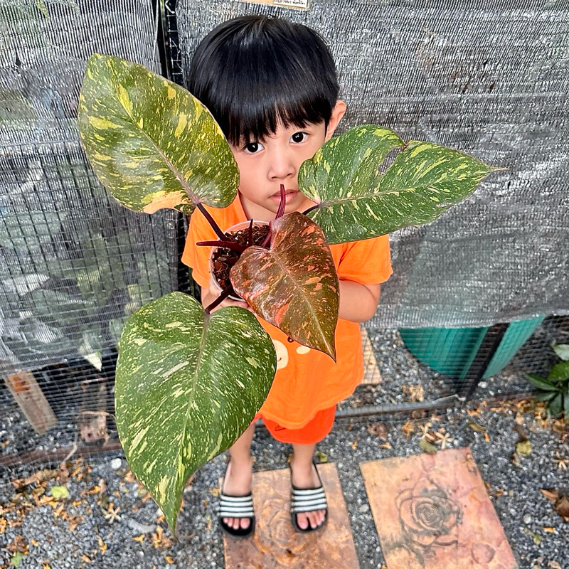 Philodendron orange princess/ฟิโลออเร้นปริ้นเซส | Shopee Thailand