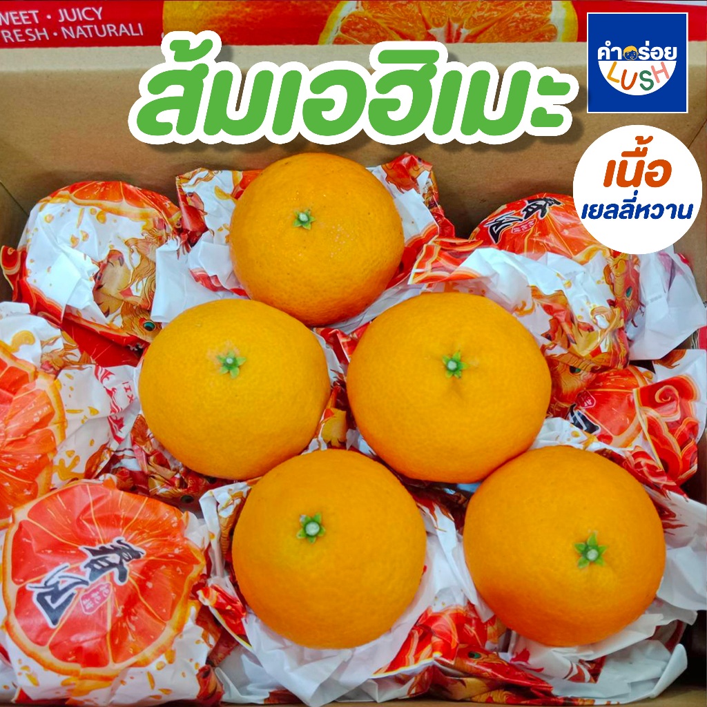 (พร้อมส่ง) ส้มเนื้อเยลลี่ ส้มเอฮิเมะ Ehime Orange ไร้เมล็ด สายพันธุ์ ...