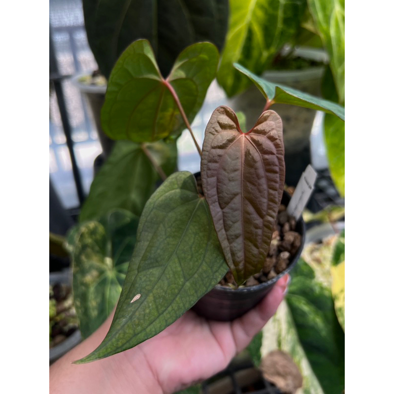 Anthurium RVDP x Pap Ralph Lynam (RL) | Shopee Thailand