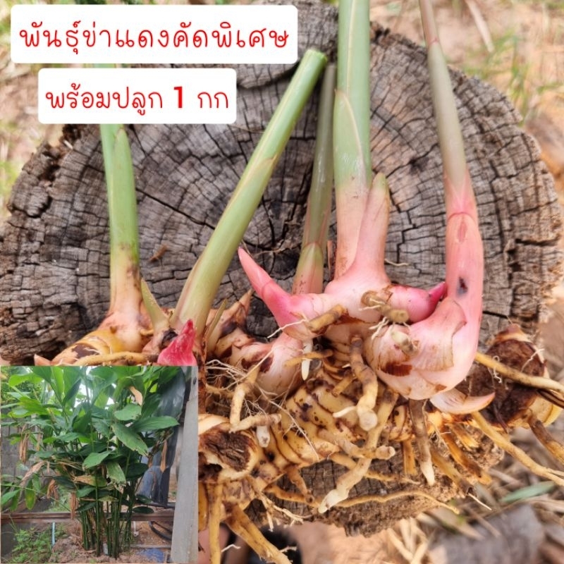 ต้นพันธุ์ข่าแดง ข่าตาแดง คัดพิเศษ 1 กก | Shopee Thailand